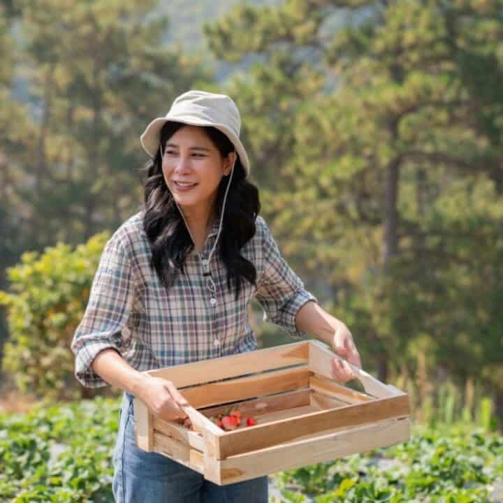 A woman wearing a hat and plaid shirt stands in a field holding a wooden crate with a few strawberries inside. Trees and greenery are visible in the background.