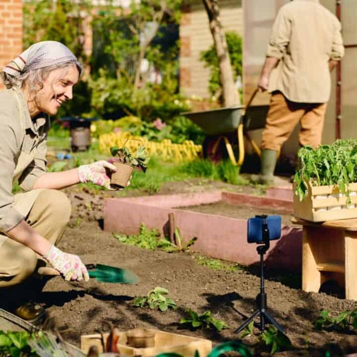 An older woman kneels in a garden bed, holding a plant and trowel, with a smartphone on a tripod recording her. Another person works in the background near a greenhouse.