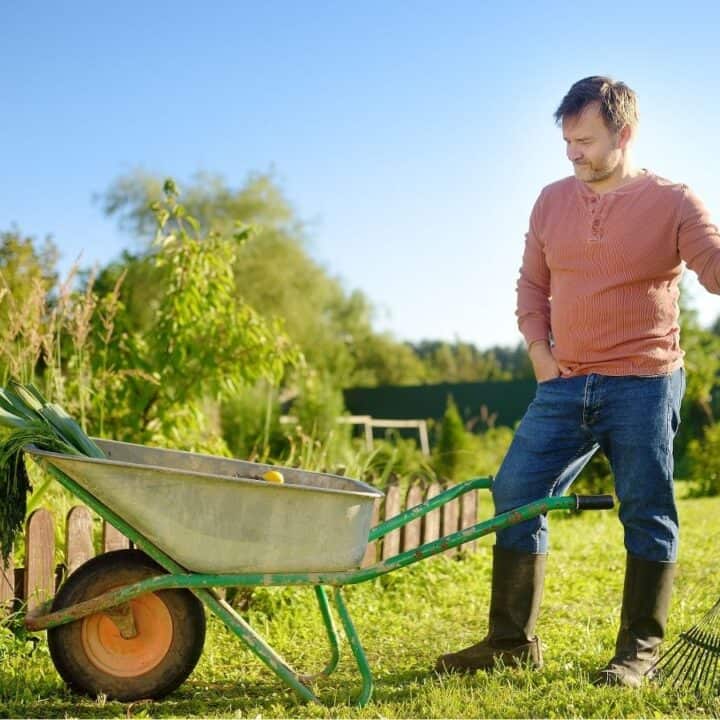 A man in boots stands on grass holding a rake beside a wheelbarrow filled with garden tools in a backyard garden on a sunny day.
