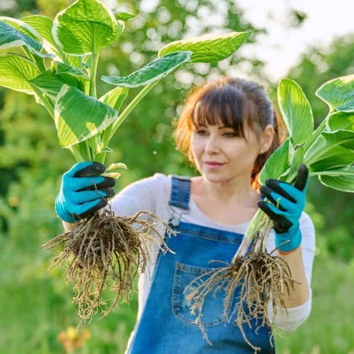 Woman wearing gloves and overalls holds two large plants with exposed roots in a garden on a sunny day.