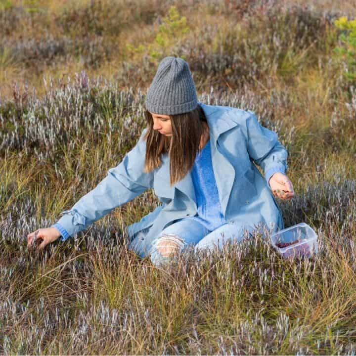 A person wearing a gray beanie and blue jacket is sitting in tall grass, picking berries and placing them in a plastic container.