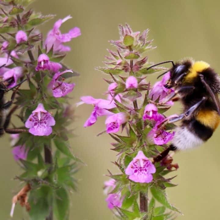Two bumblebees collect nectar from purple flowers on green stems, set against a blurred natural background.
