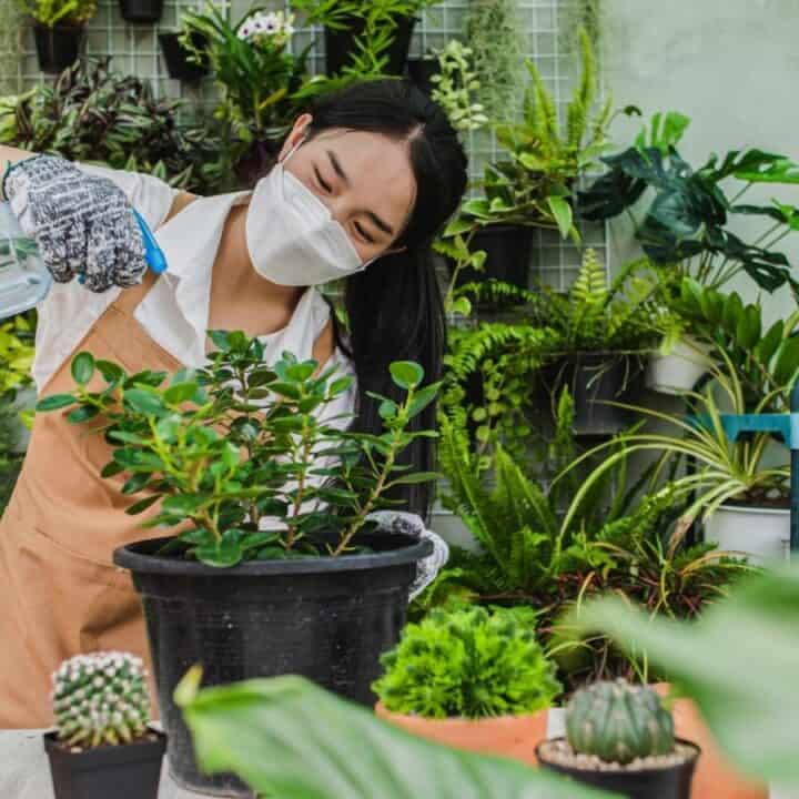 A woman wearing gloves and a face mask waters a potted plant indoors, surrounded by various green plants and succulents.