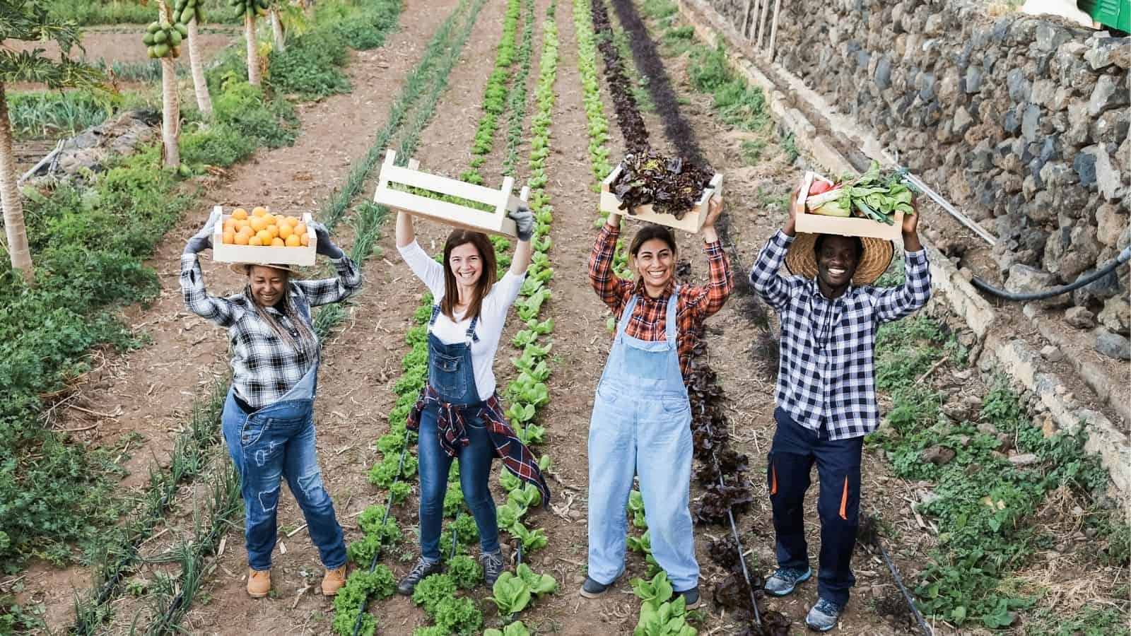 Four people standing in a vegetable garden, holding crates of harvested produce above their heads, smiling and wearing casual clothes.