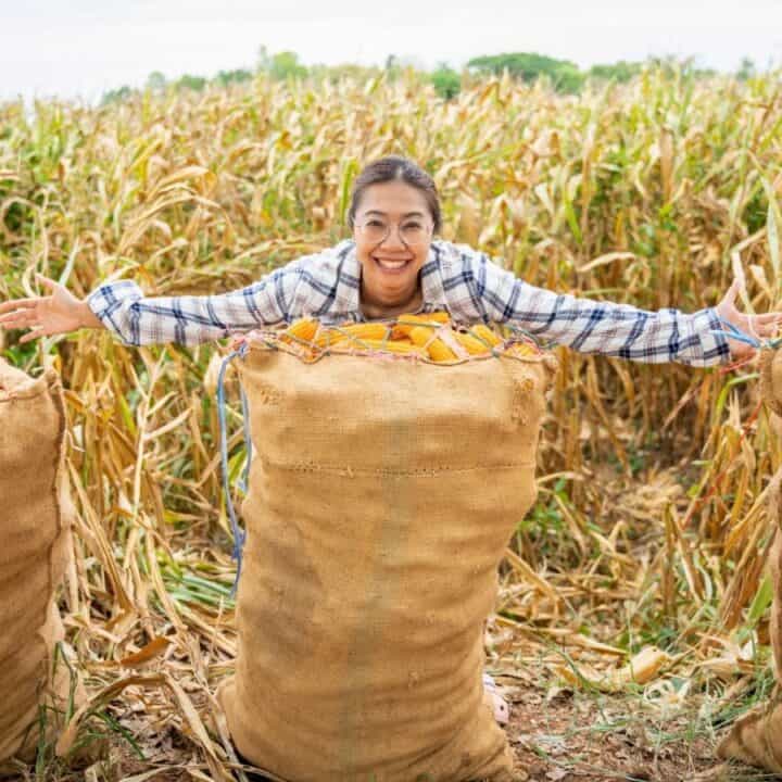 A person in a plaid shirt stands in a cornfield, smiling with arms outstretched behind three large burlap sacks filled with harvested corn cobs.