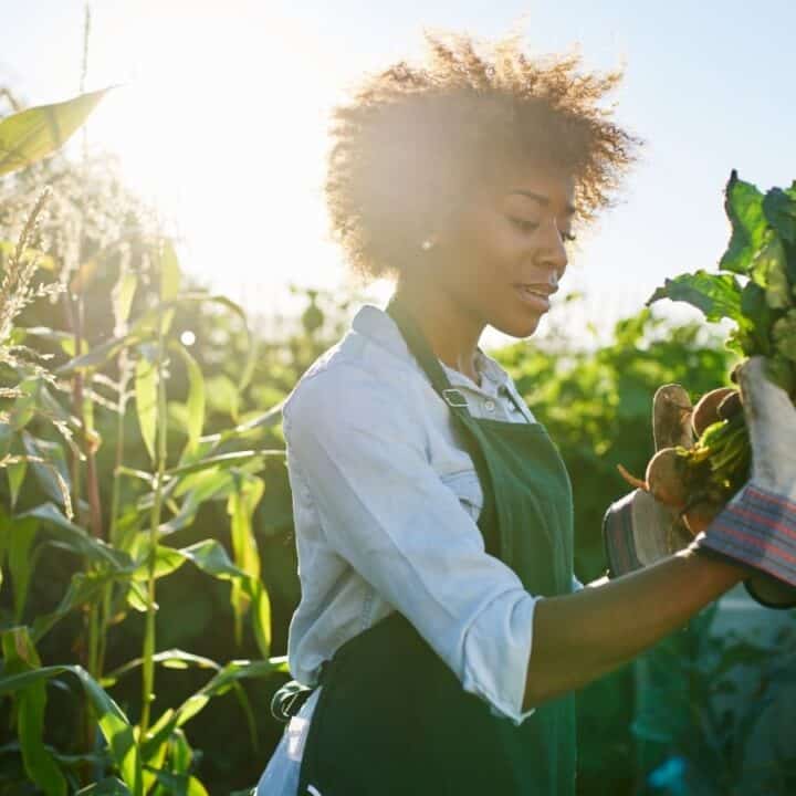 A person wearing gloves and an apron harvests leafy vegetables in a sunlit garden or farm surrounded by tall green plants.