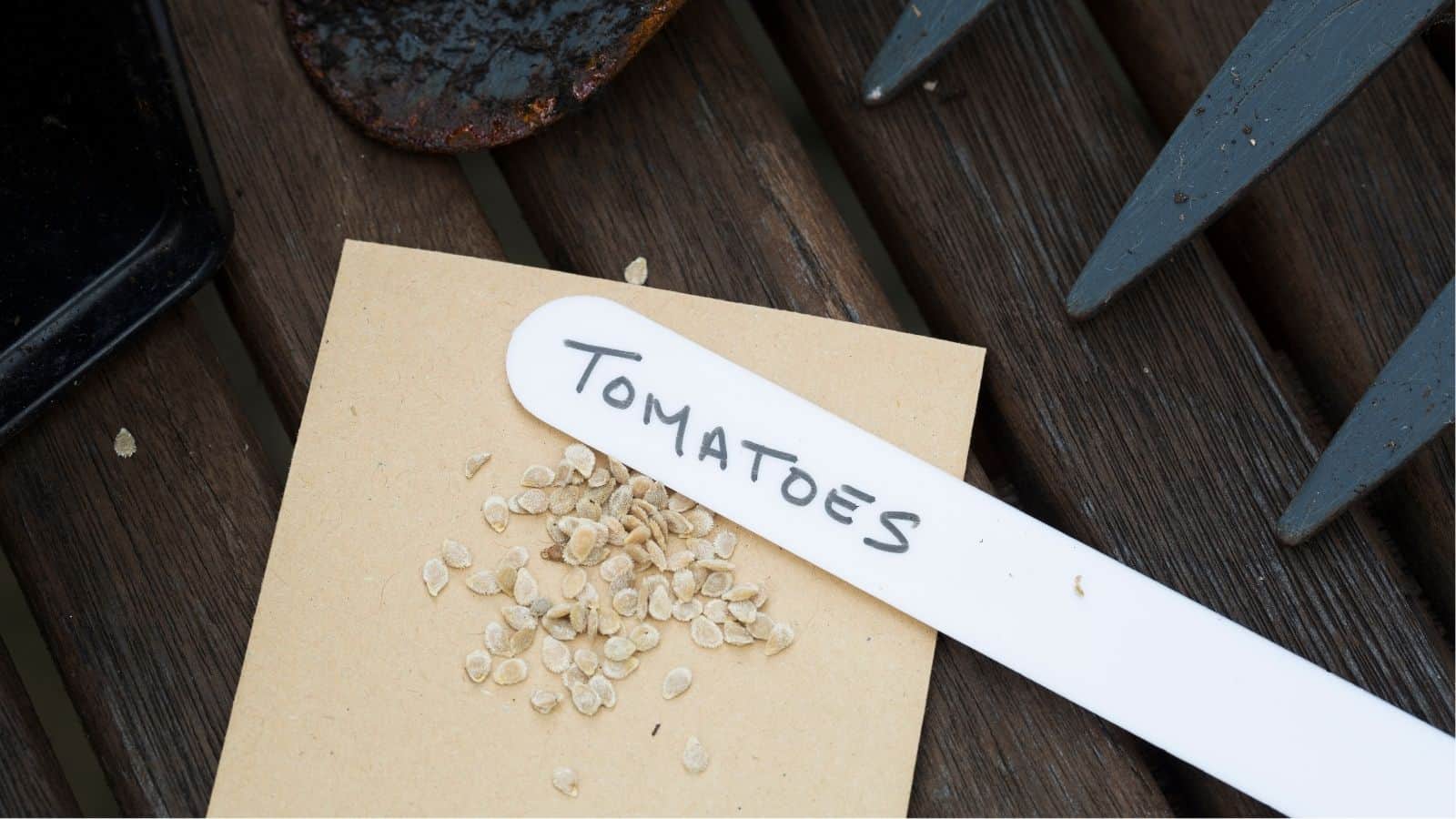 A pile of tomato seeds on a brown envelope next to a white plant label marked "TOMATOES" on a wooden surface.