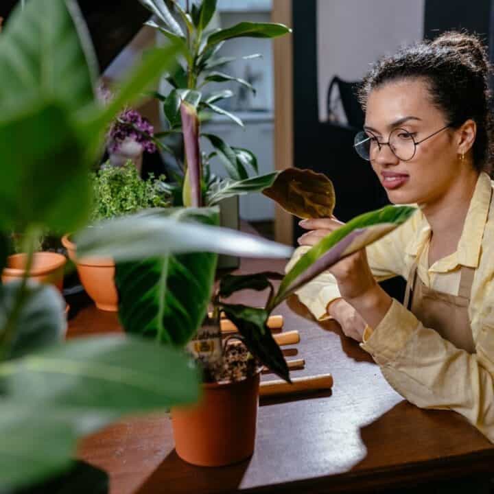 A person wearing glasses and a yellow shirt sits at a table indoors, tending to potted plants with gardening tools nearby.