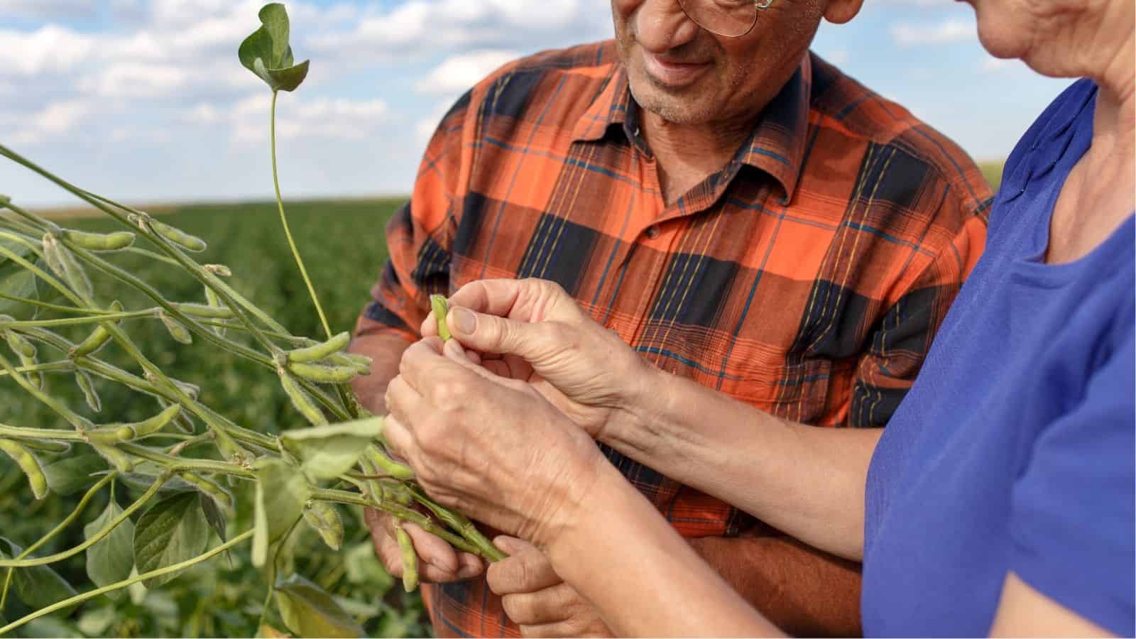 Two people examine green soybean pods on a plant in a field, with one person holding the stem and the other opening a pod.