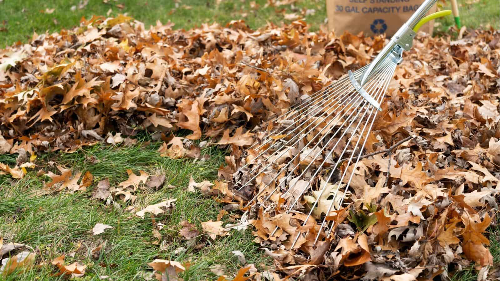 A metal rake gathers a pile of fallen autumn leaves on grass, with a brown yard waste bag in the background.