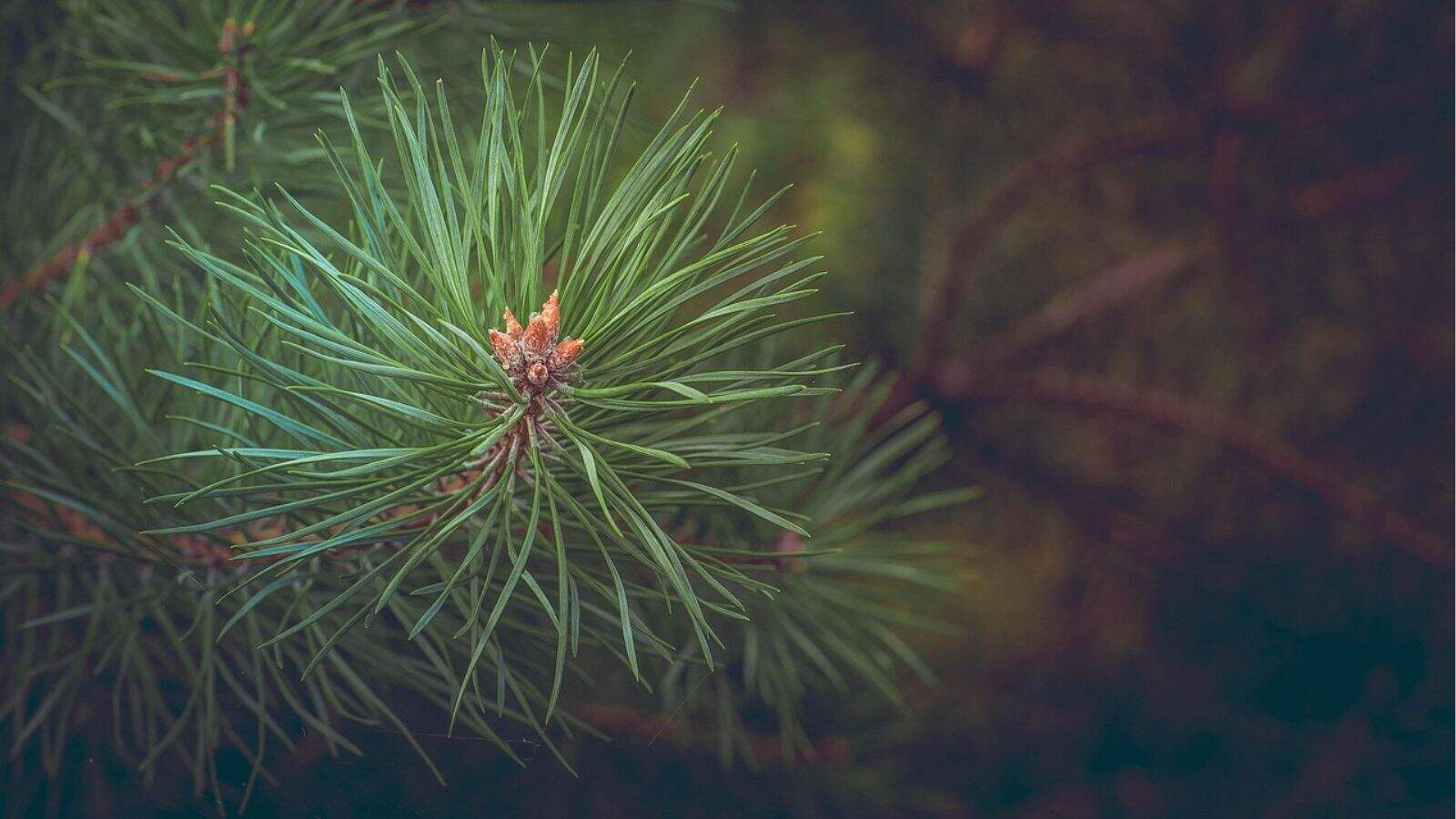 Close-up of a pine tree branch with green needles and small brown buds, set against a blurred dark green background.