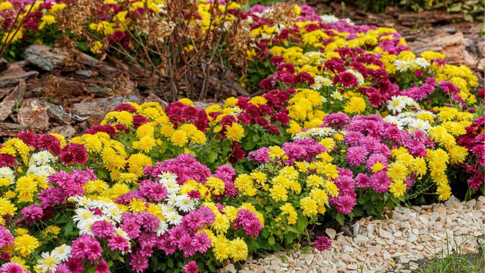 A garden bed with clusters of pink, yellow, and white chrysanthemum flowers bordered by light-colored stones and mulch.