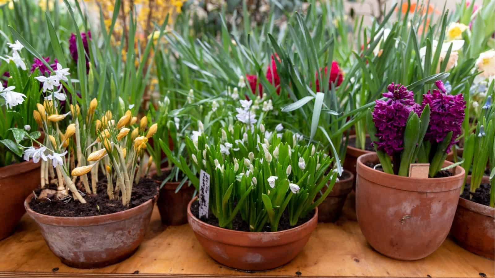 Several terracotta pots filled with blooming spring flowers, including snowdrops, crocuses, and hyacinths, arranged on a wooden surface.