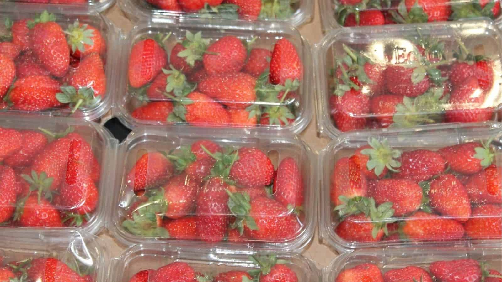 Plastic containers filled with fresh strawberries are arranged side by side.