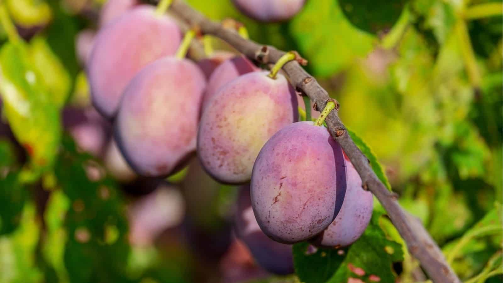 Close-up of ripe purple plums hanging from a branch with green leaves in the background.