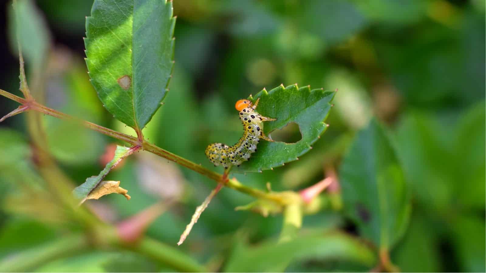 A yellow and black spotted caterpillar with an orange head is eating the edge of a green leaf on a plant with other leaves in the background.