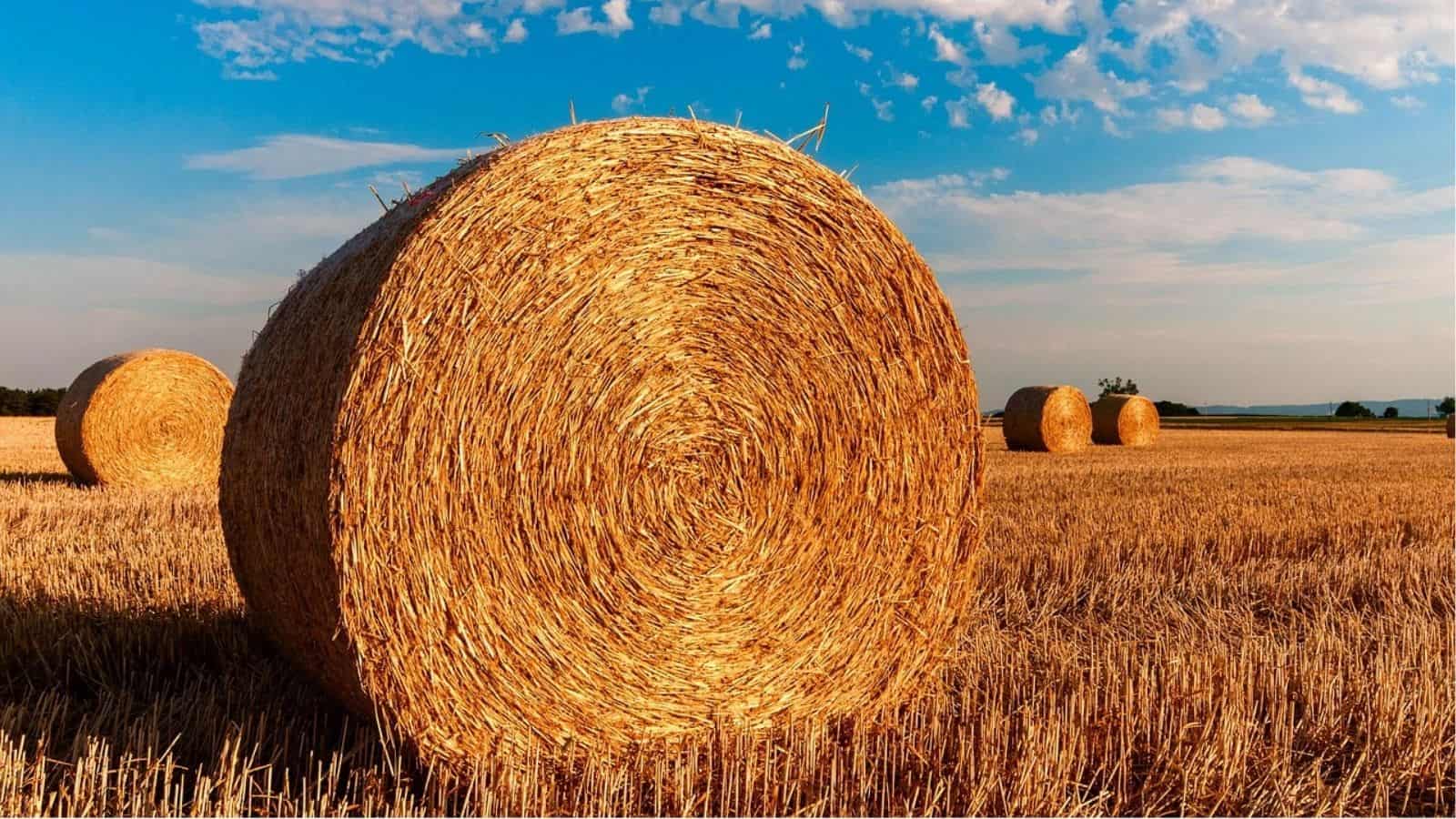 Large round hay bales sit in a harvested field under a blue sky with scattered clouds.