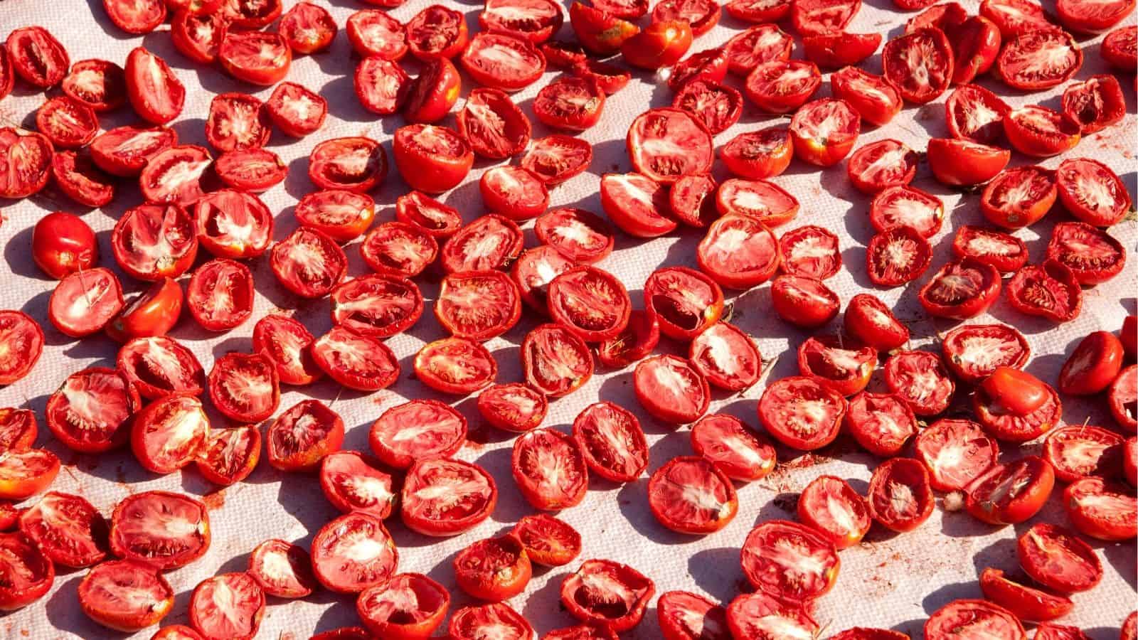 Many small red tomatoes cut in halves and laid out to dry in the sun on a light-colored surface.