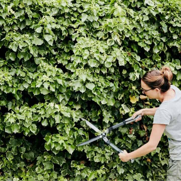 A person wearing glasses and a grey shirt trims a large leafy hedge with garden shears next to a wooden fence.