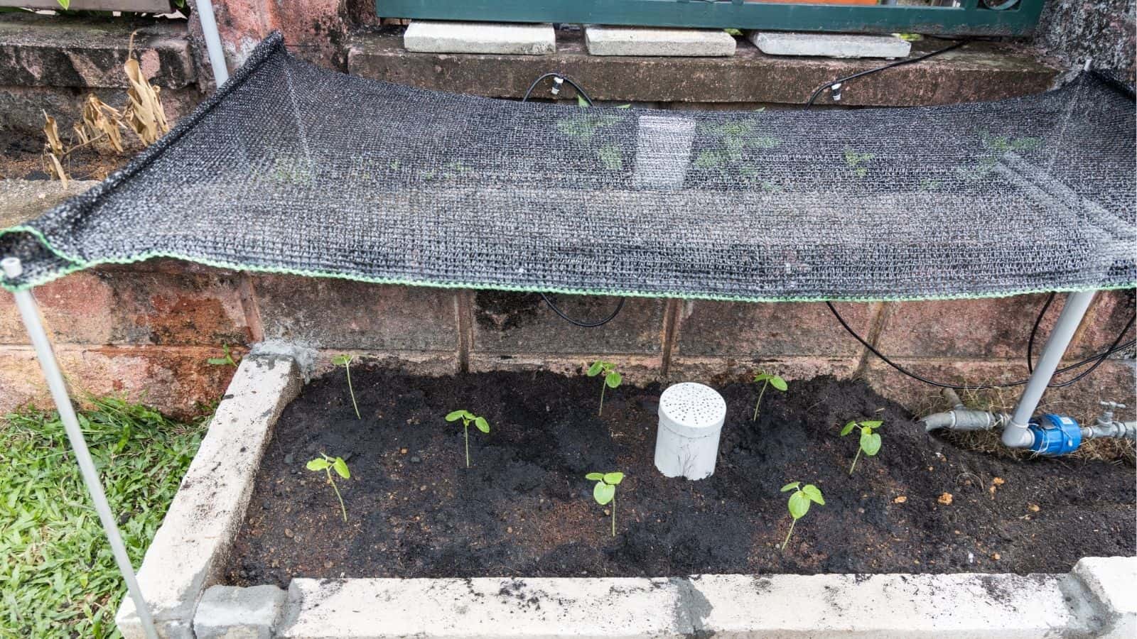 A small garden bed with young plants growing under a black mesh shade, bordered by bricks, with a white cylindrical object in the soil and a water valve nearby.