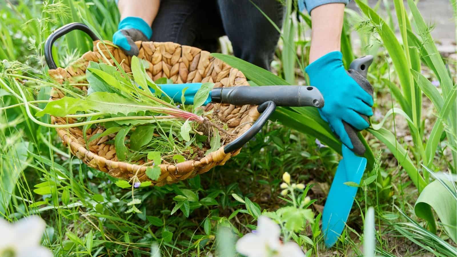 Person wearing blue gloves weeding a garden, holding a basket with pulled weeds and using a small hand shovel among green plants.