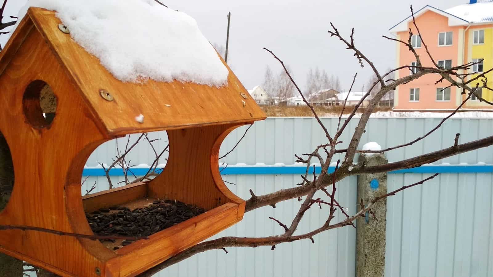 A wooden bird feeder with sunflower seeds sits on a snow-covered branch, with a fence and colorful buildings visible in the background.