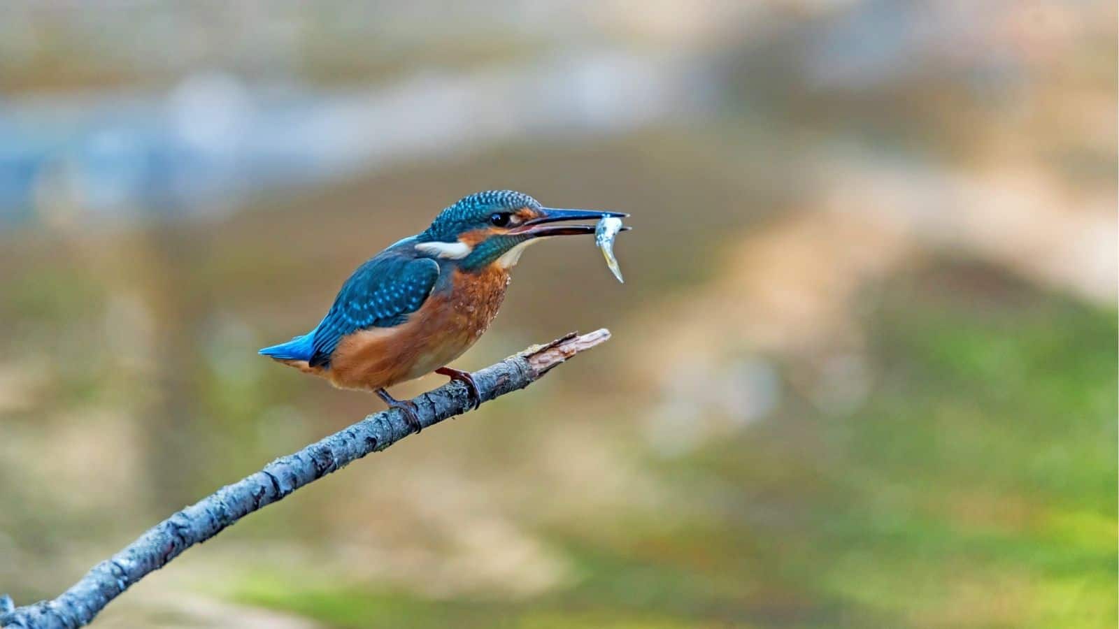 A kingfisher with blue and orange plumage perches on a branch, holding a small fish in its beak against a blurred natural background.