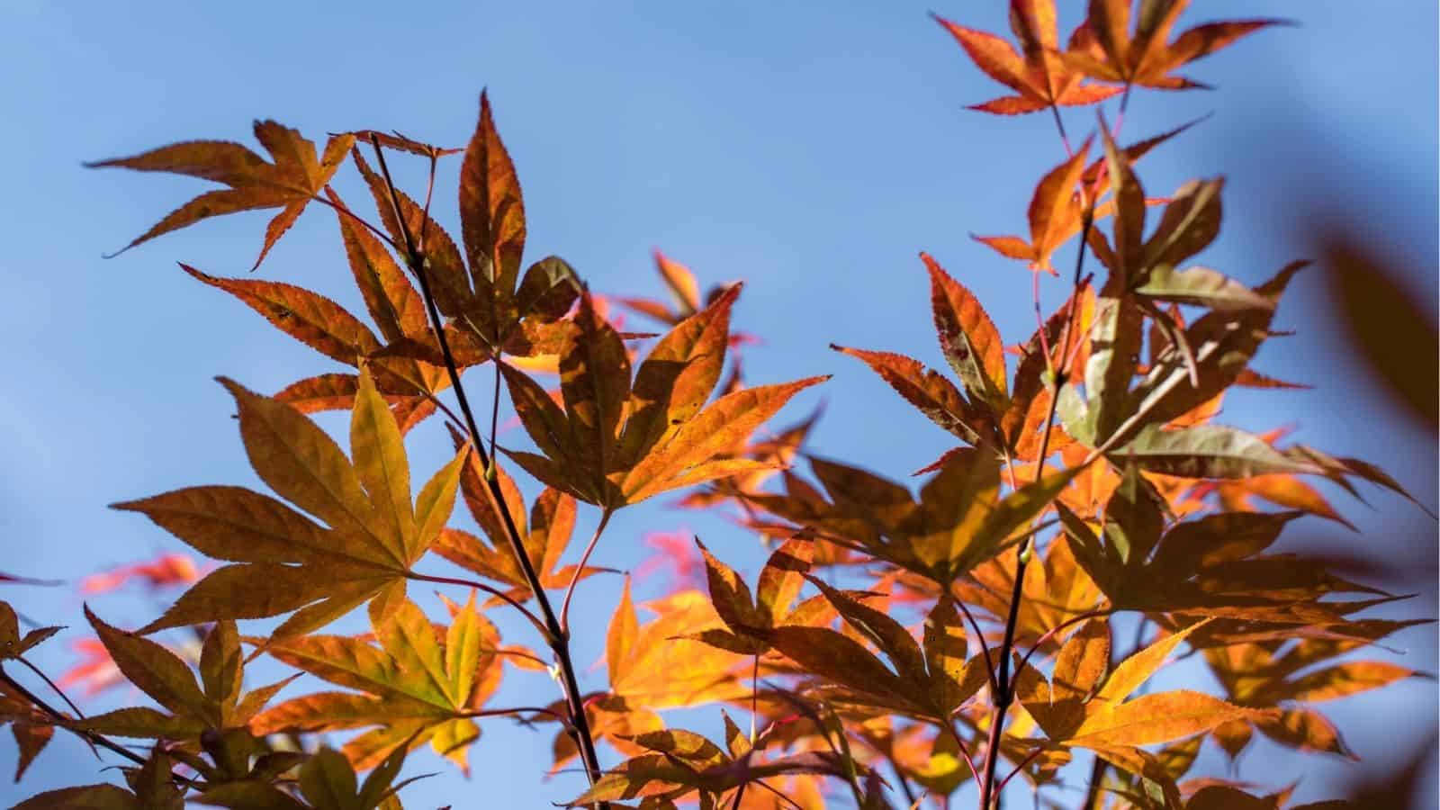 Branches with orange and yellow autumn leaves are shown against a clear blue sky.