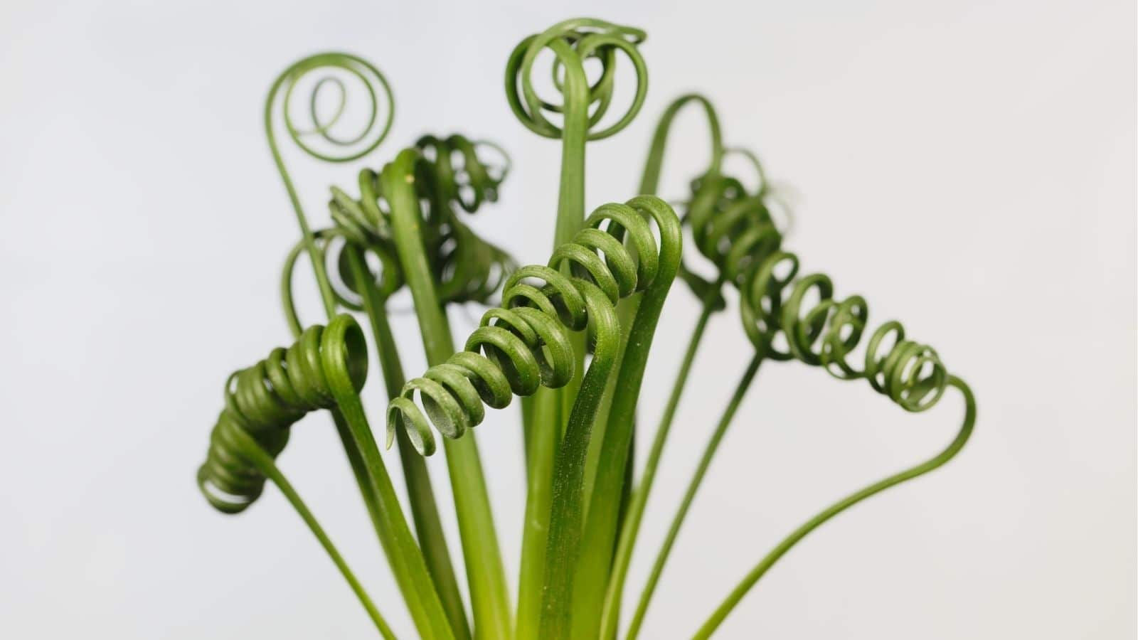 Close-up of green plant stems with tight, spiral-shaped tips against a plain, light background.