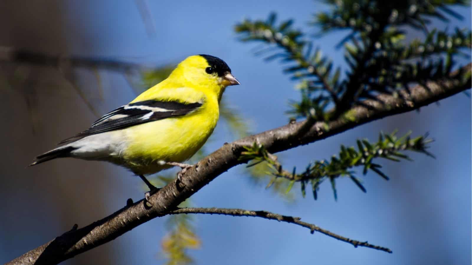A yellow and black bird perched on a branch with green needles against a blurred blue background.
