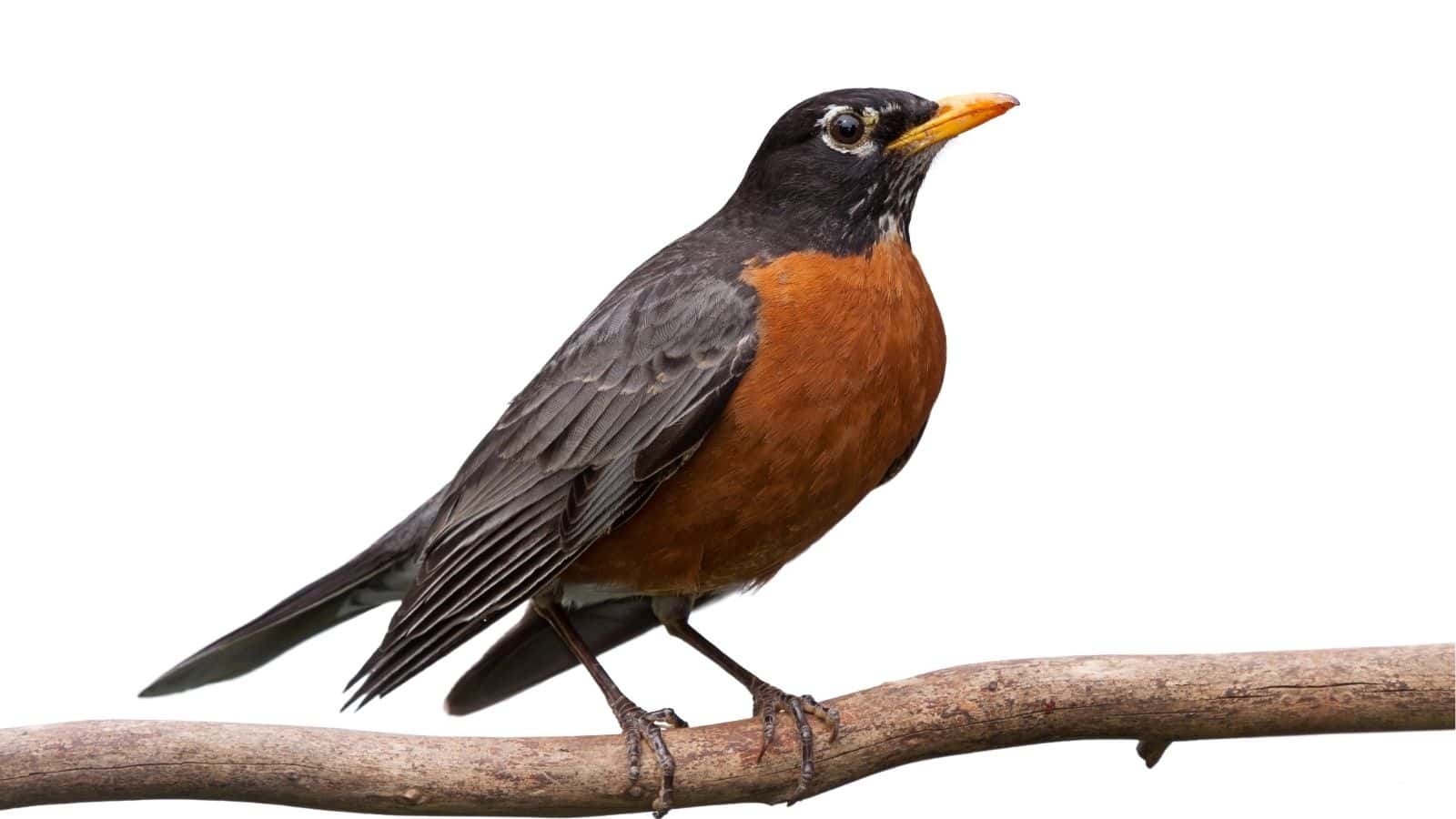 A robin with a reddish-orange chest and dark wings is perched on a bare branch against a white background.
