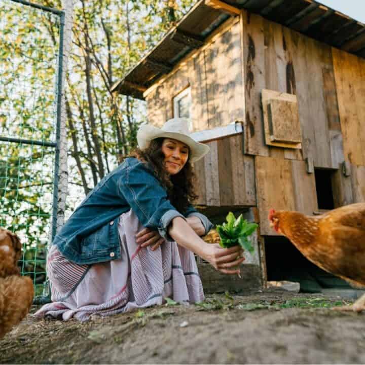 A woman in a hat crouches near chickens outside a wooden coop, holding green leafy vegetables toward the chickens.