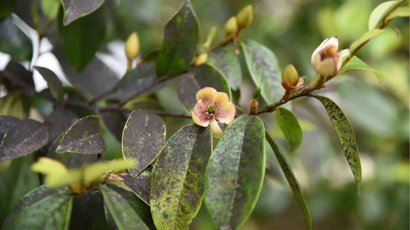 A close-up of a plant branch with green and dark-spotted leaves, featuring small pinkish-yellow flowers and unopened buds.