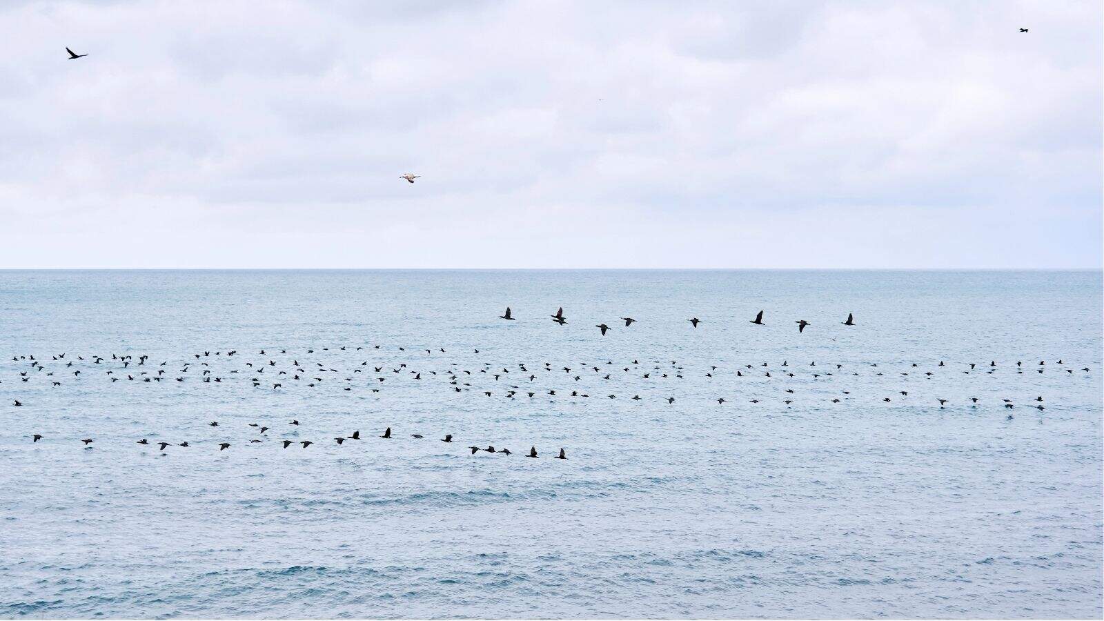 A large flock of birds flies low over the surface of a calm sea under a cloudy sky.