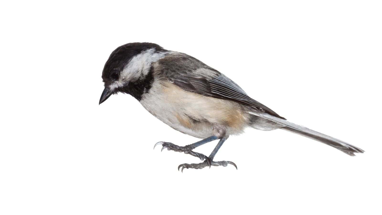 A black-capped chickadee stands against a white background, showing its side profile with its head slightly lowered.