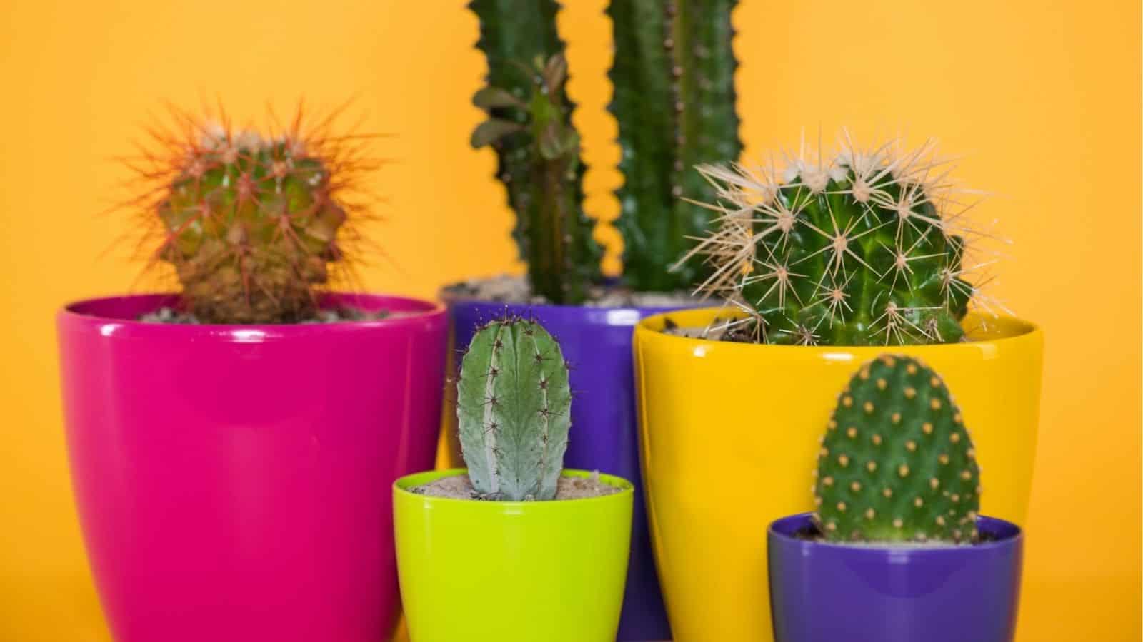 Several small cacti in brightly colored pots are arranged against a solid yellow background.