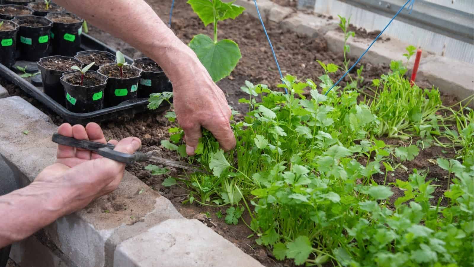 A person uses scissors to harvest fresh cilantro from a raised garden bed, with seedling pots nearby.