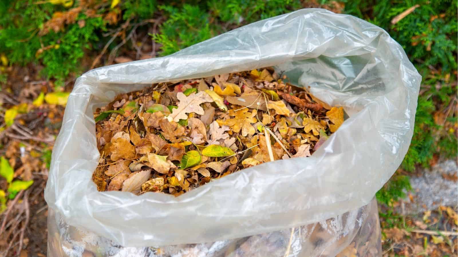 A clear plastic bag filled with dry fallen leaves, placed outdoors with green foliage in the background.