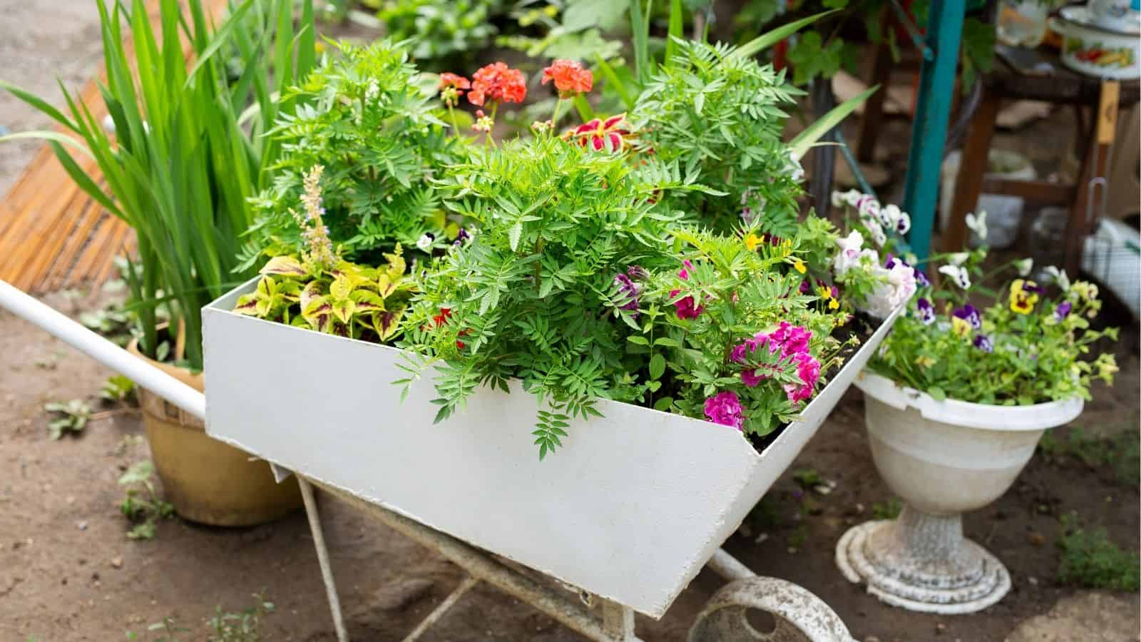 A white wheelbarrow filled with various green plants and colorful flowers sits outdoors next to another planter with flowers.
