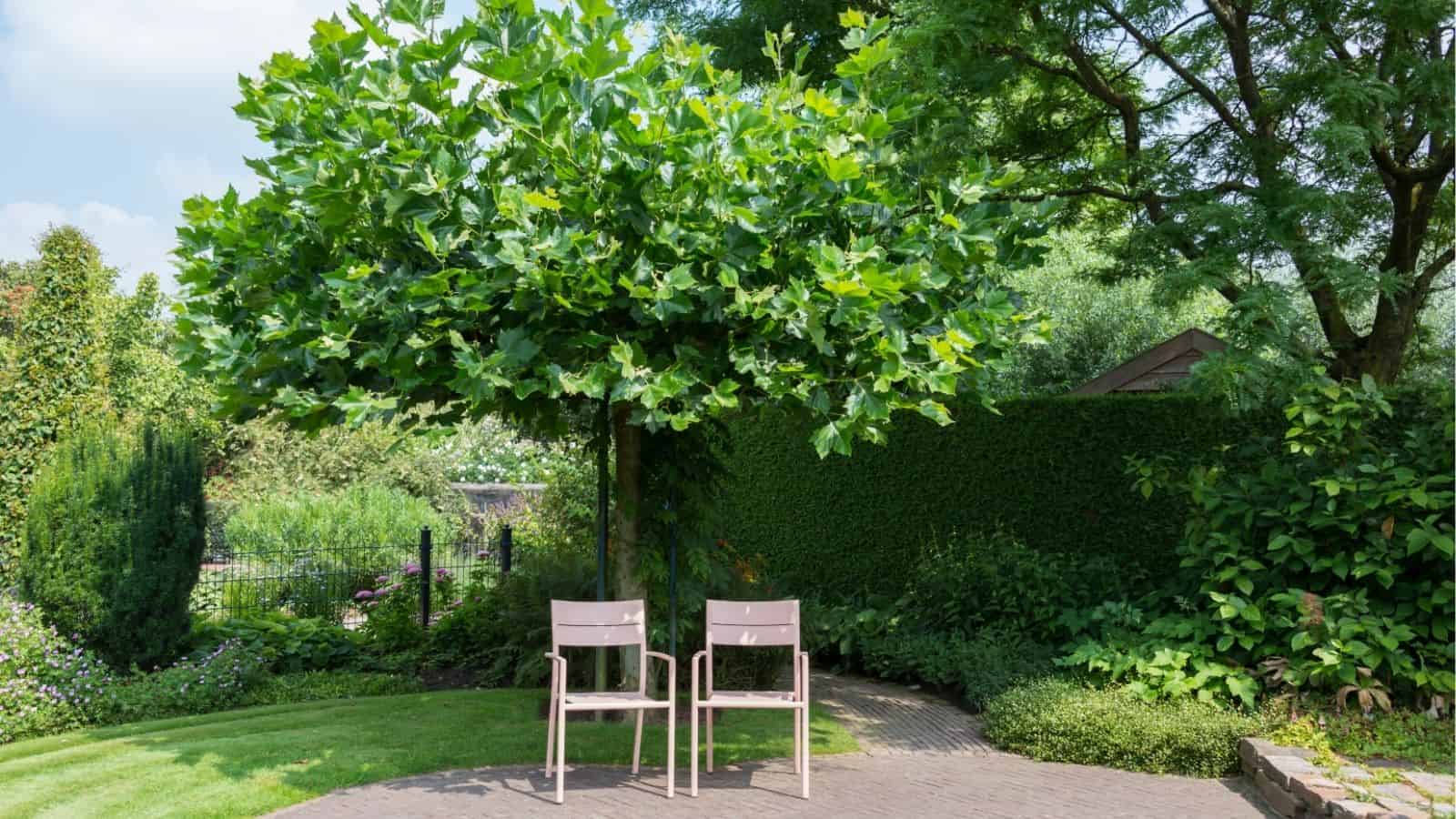 Two beige chairs are placed under a leafy tree in a garden with green grass, shrubs, and a hedge in the background.