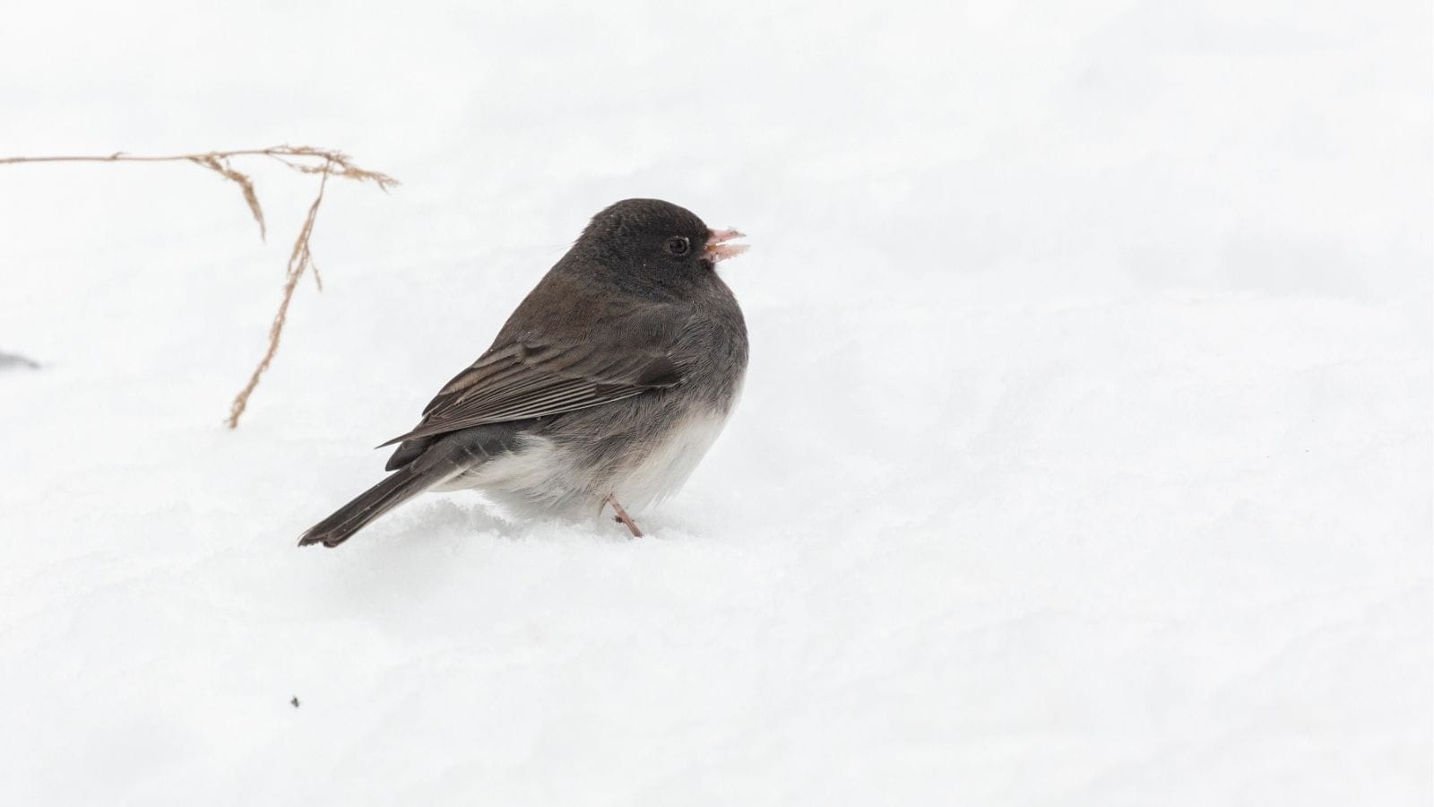A small, dark-eyed bird stands on snow-covered ground with a twig in the background.
