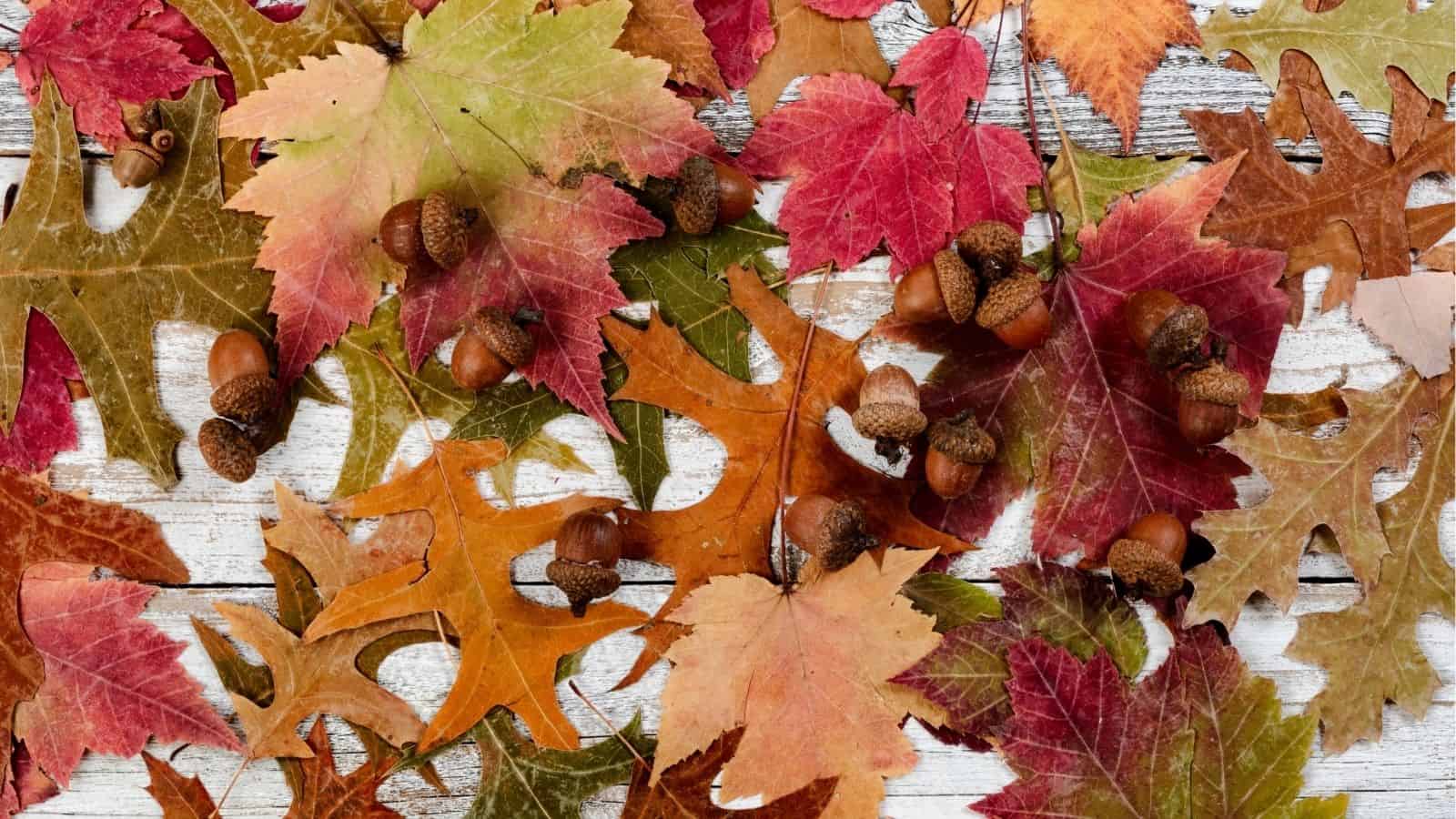 A mix of red, orange, and green autumn leaves with scattered acorns on a white wooden surface.