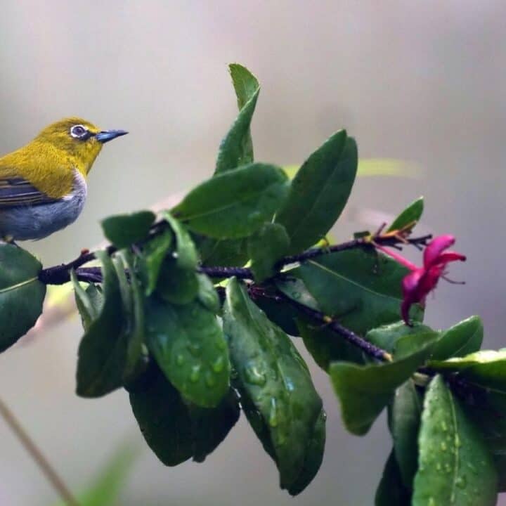 A small yellow and white bird perches on a leafy branch with water droplets, near a pink flower, against a blurred background.