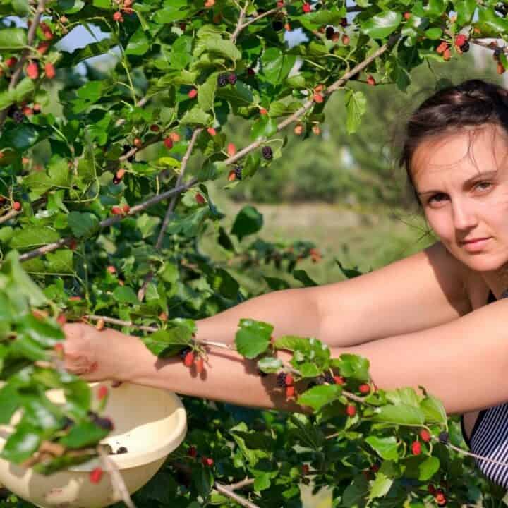 A woman in a striped tank top picks mulberries from a tree and holds a bowl under the branches, collecting the fruit.
