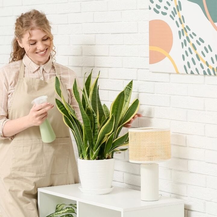 A woman in an apron sprays a potted snake plant with water while standing next to a small lamp on a white table, in a brightly lit room with a white brick wall.