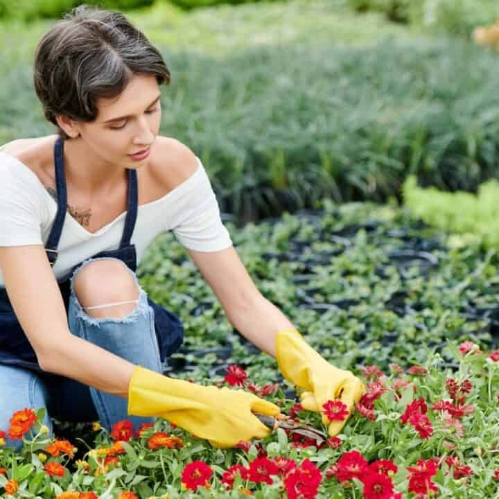 Person wearing yellow gloves and an apron is kneeling outdoors, tending to red and orange flowers in a garden or plant nursery.