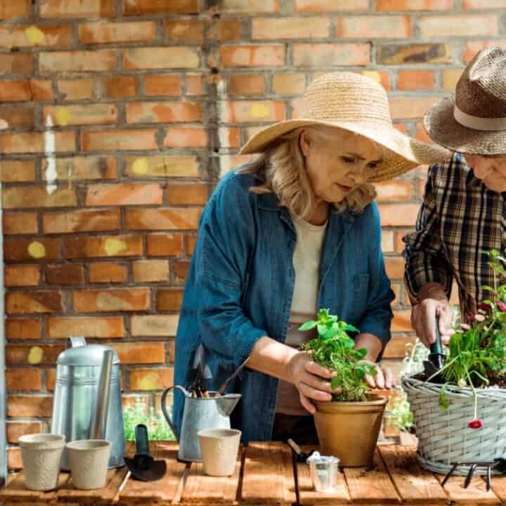Two older adults wearing hats work together to pot plants on a wooden table outdoors, with gardening tools and a brick wall in the background.