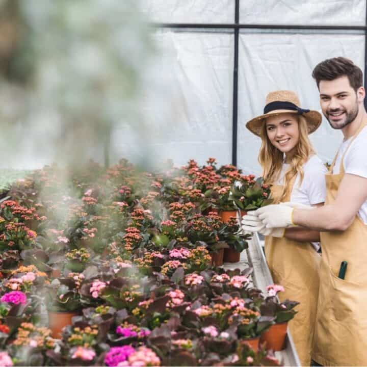 Two people wearing aprons and white shirts stand among rows of potted flowering plants in a greenhouse, smiling at the camera.