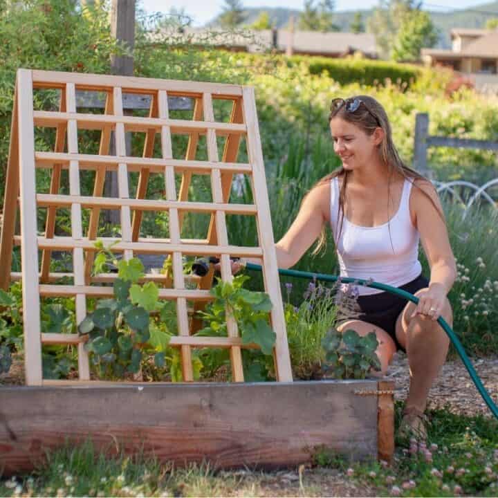 A woman kneels in a garden bed, watering plants with a hose next to a wooden trellis on a sunny day.