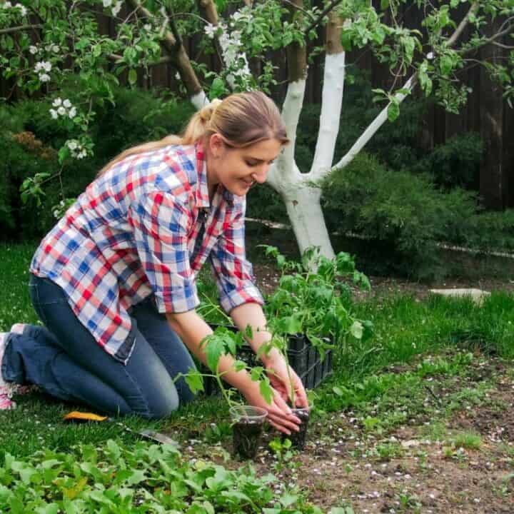 A woman in a plaid shirt kneels on grass while planting seedlings in a garden, with trees and greenery in the background.